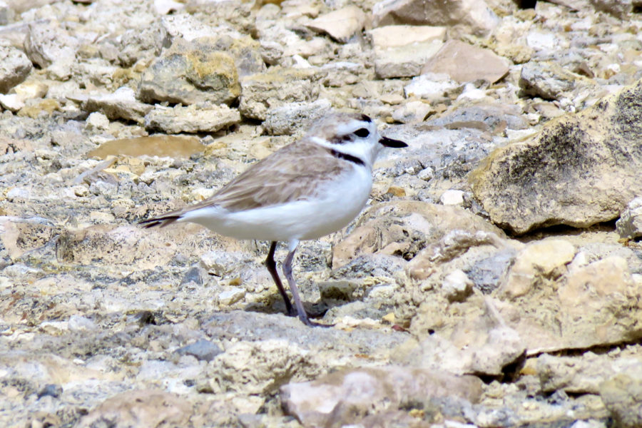 Snowy Plover South Caicos Cemetery Salinas