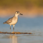 Black-bellied Plover