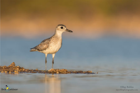 Black-bellied Plover