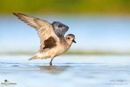 Black-bellied Plover