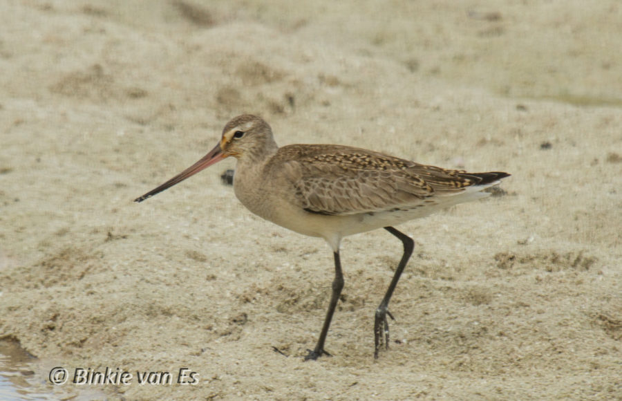 Hudsonian Godwit