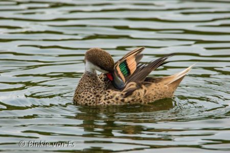 White-cheeked Pintail