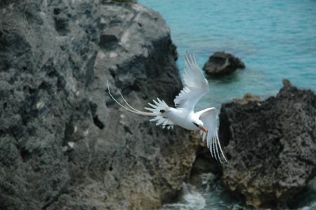 White-tailed Tropicbird by Andrew Dobson