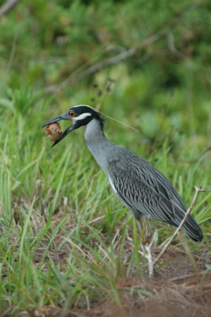 Yellow-crowned Night Heron in Bermuda by Andrew Dobson