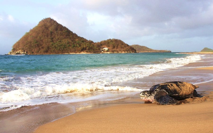 Leatherback sea turtle