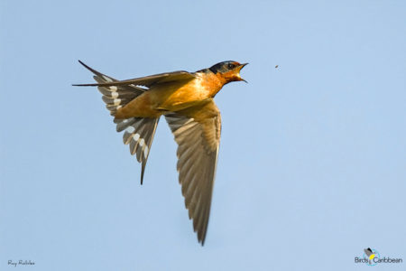 Barn Swallow