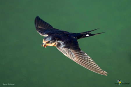 Barn Swallow