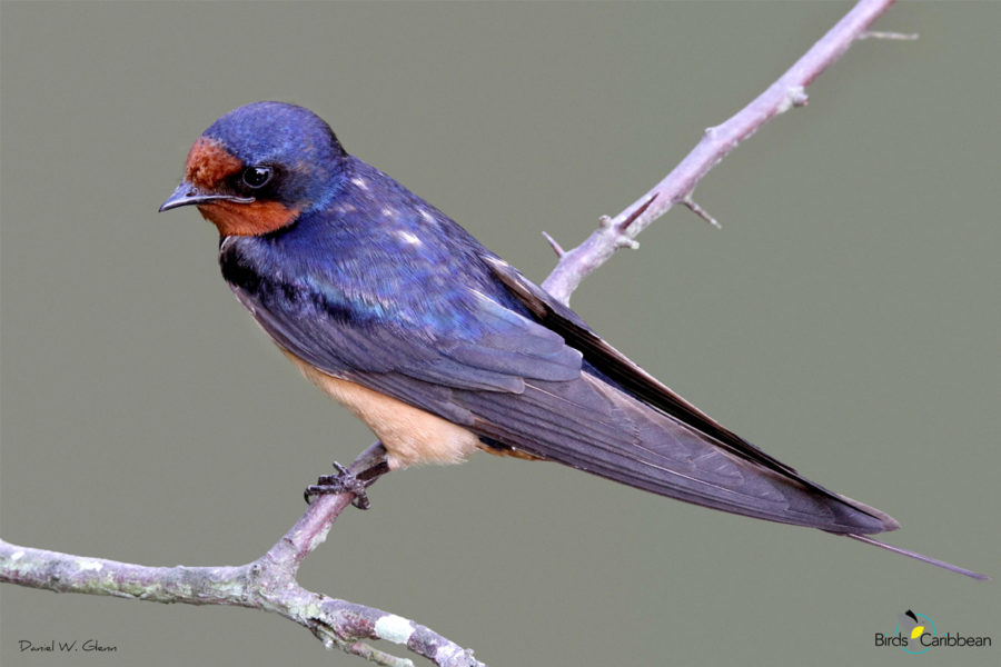 Barn Swallow, male.