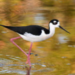 Black-necked Stilt