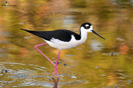 Black-necked Stilt