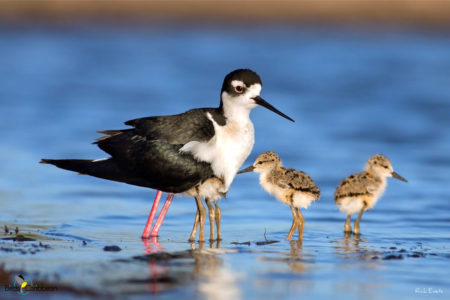 Black-necked Stilt and chicks