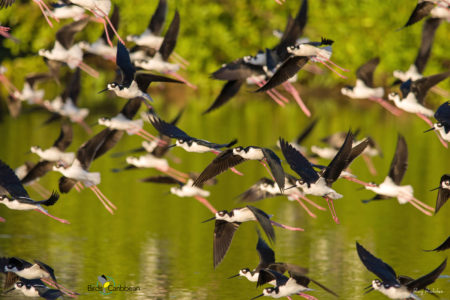 Black-necked Stilts in flight 