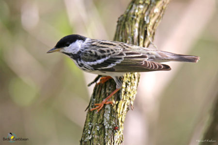 Breeding Blackpoll Warbler