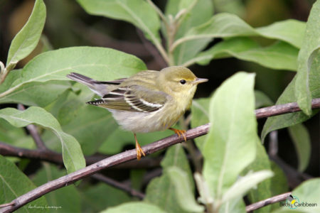 Fall Migration Blackpoll Warbler