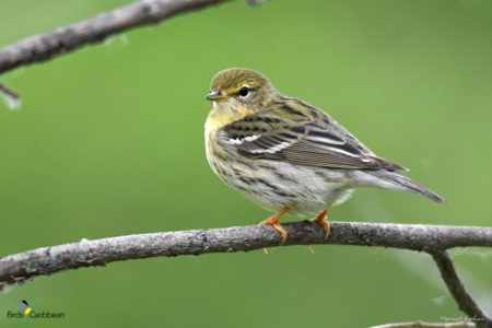 Female Blackpoll Warbler