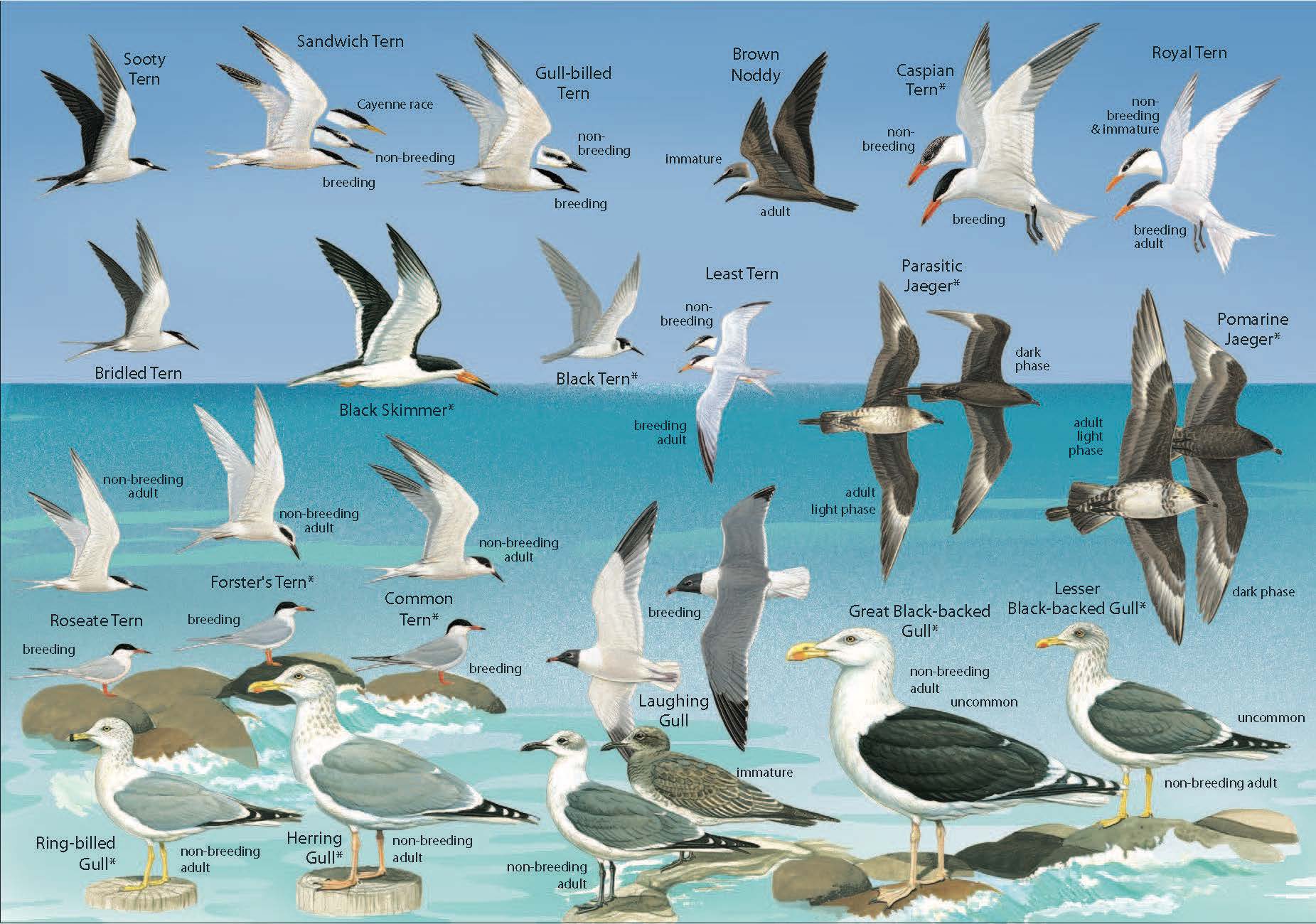 Морские птицы с названиями для детей