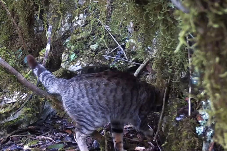 Cat investigating Black-capped Petrel nesting burrow