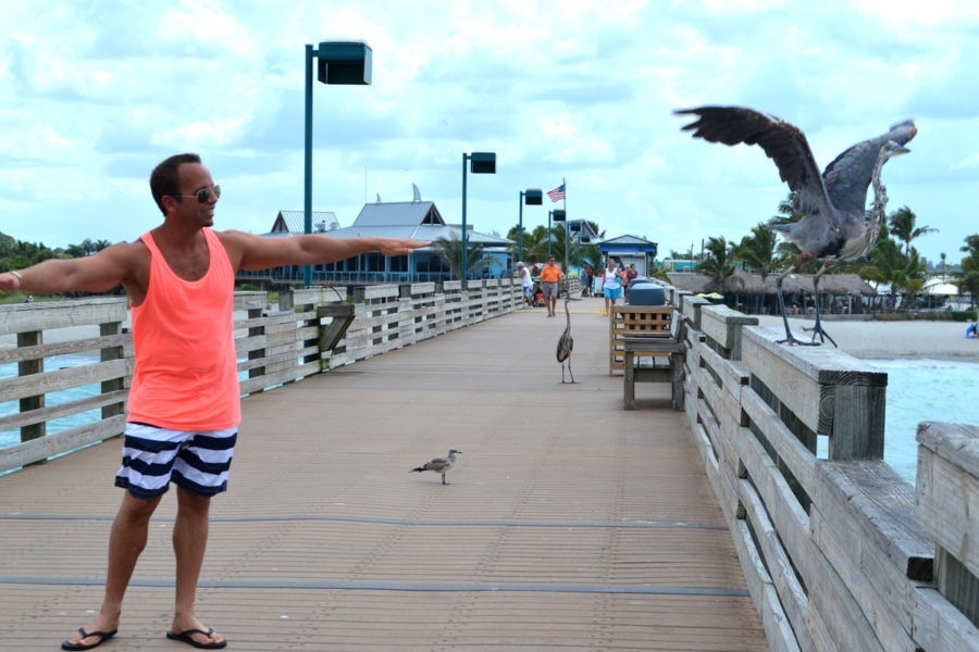 Ryan Chenery "Practicing Flying" with an Immature Great Blue Heron