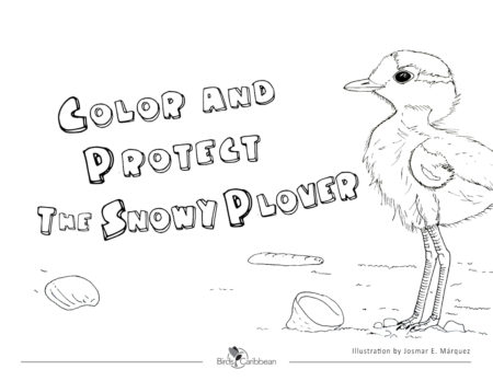 Snowy Plover Coloring Book Cover