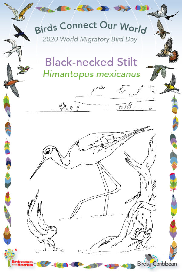 Black-necked Stilt