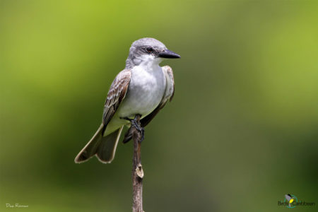 Gray Kingbird, Perched, as they so often are. You can see the faint black line that runs through the eye, and the large slightly hooked beak