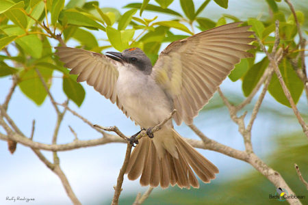 Gray Kingbird with its wings outstretched. You can also see the red feathers this species had on the top of its head! These are revealed only when the bird is excited