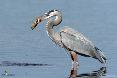 Great Blue Heron