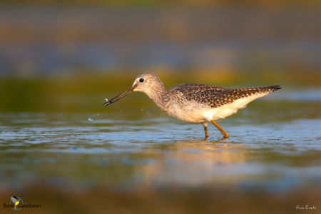 Greater Yellowlegs 