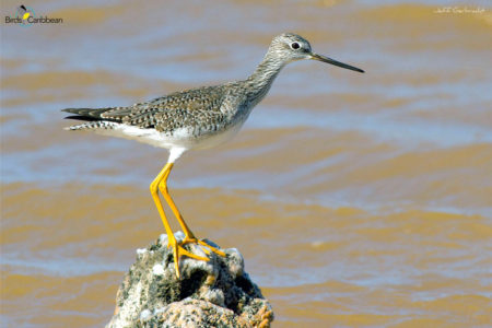 Greater Yellowlegs with tiny fish