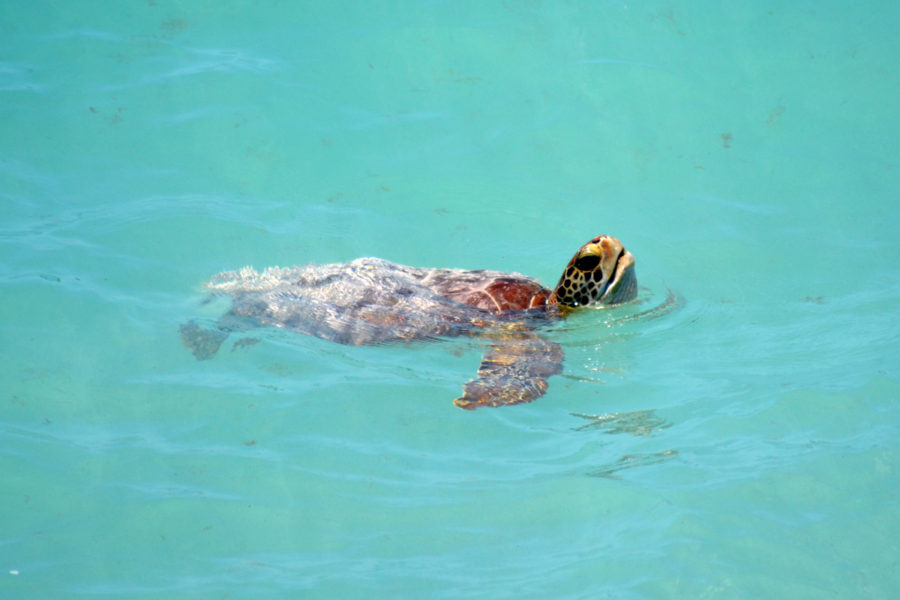 Green Turtle coming up for air in Barbados 