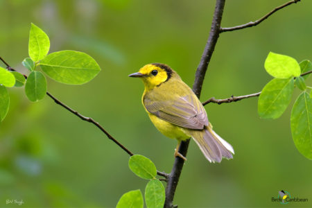 Female Hooded Warbler