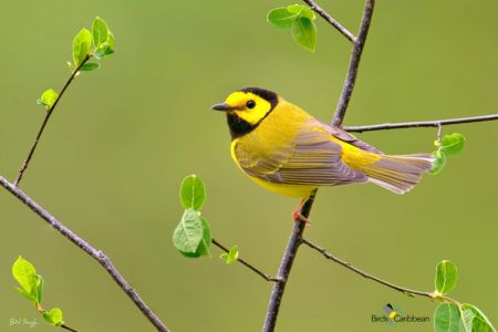 Male Hooded Warbler