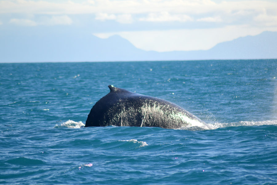 Humpback Whale