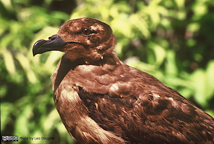 Jamaican Petrel Study Skin