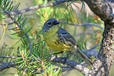 Female Kirtland's Warbler 