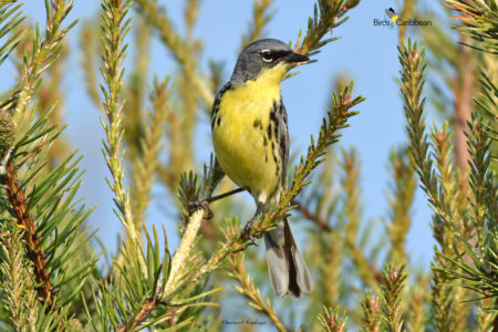 Male Kirtland's Warbler