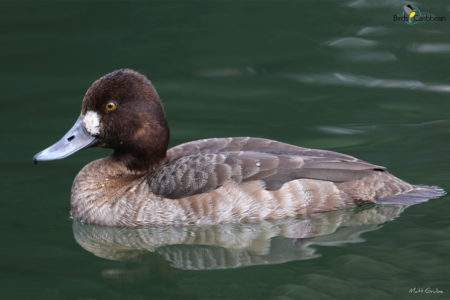 Female Lesser Scaup