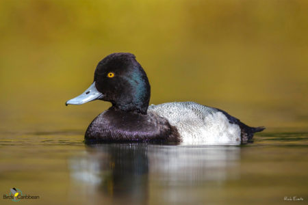 Male Lesser Scaup