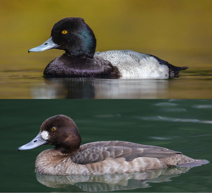 Lesser Scaup-male-female