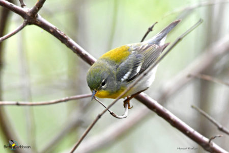 Female Northern Parula 