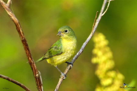 Female Painted Bunting 