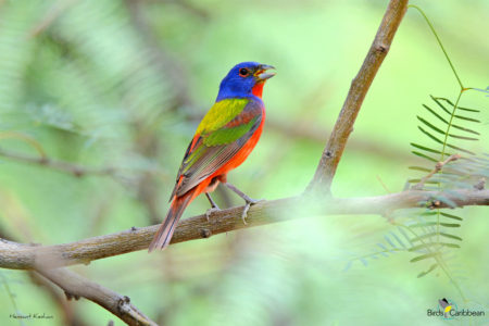 Male Painted Bunting 