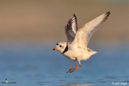 Breeding Piping Plover