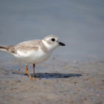 Non-breeding Piping Plover