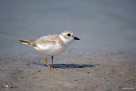 Non-breeding Piping Plover