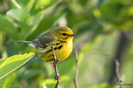 Female Prairie Warbler