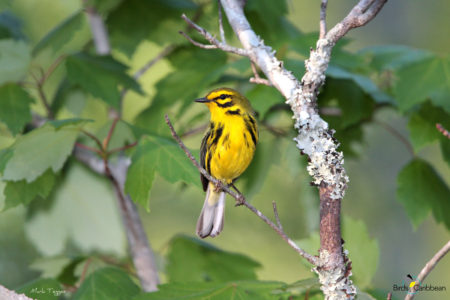 Male Prairie Warbler