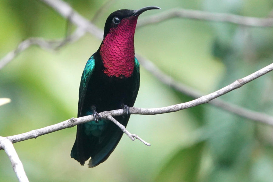 Purple-throated Carib 