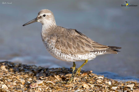 Red Knot in Winter Plumage