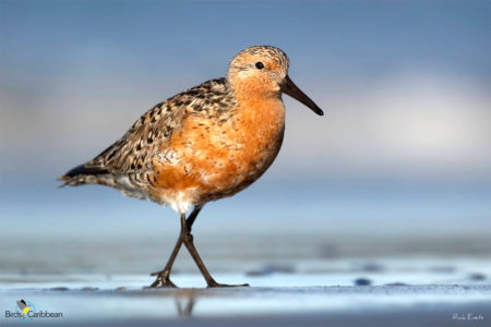 Breeding Red Knot 